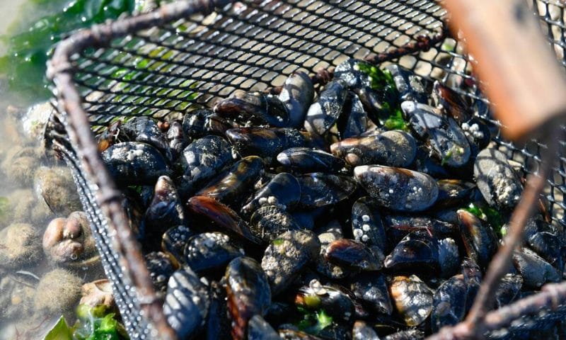 Comment pratiquer la pêche aux moules ?